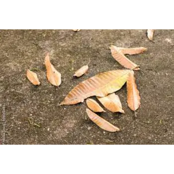 Fablous Dry Mango Leaves